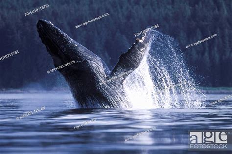 Humpback Whale Megaptera Novaeangliae Breaching Icy Strait Southeast