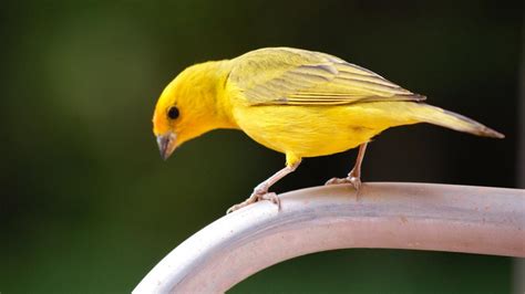 PÁjaro Canario Descubre Los Sorprendentes Secretos De Los Canarios Serinus Canaria Domestica