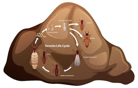 Ciclo De Vida De Una Termita