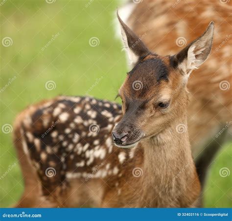 Baby Fallow Deer Royalty Free Stock Image Image 32403116