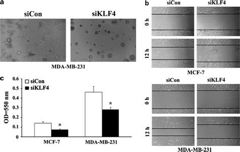 Klf4 Knockdown Reduced Cell Migration Invasion And Adhesion In Vitro