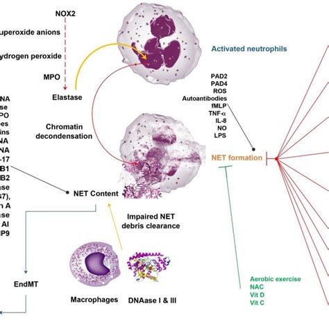 Mitochondrial DNA Induces Neutrophil Extracellular Trap Formation Bone