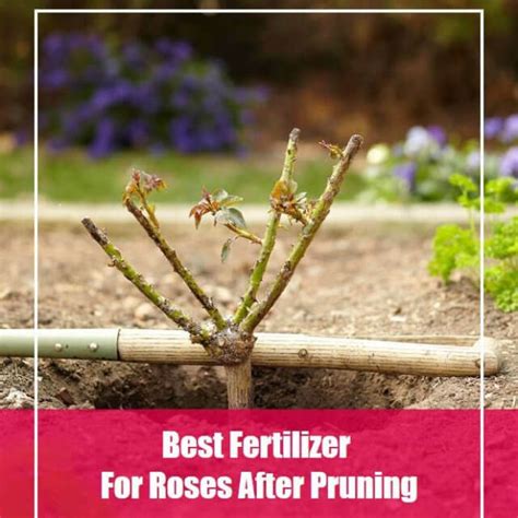 5 Best Fertilizer For Roses After Pruning 2020 Reviews Knockout