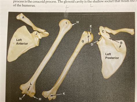 Scapula Clavicle Humerus Diagram Quizlet