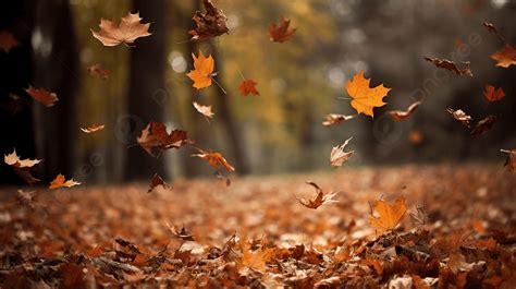 Fallen Leaves Wallpapers Top Free Fallen Leaves Backgrounds