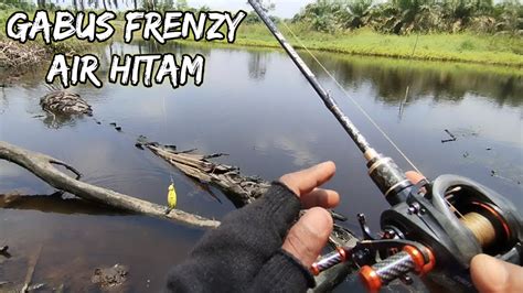 Feeling Good Gabus Frenzy Spot Air Hitam CASTING IKAN GABUS YouTube