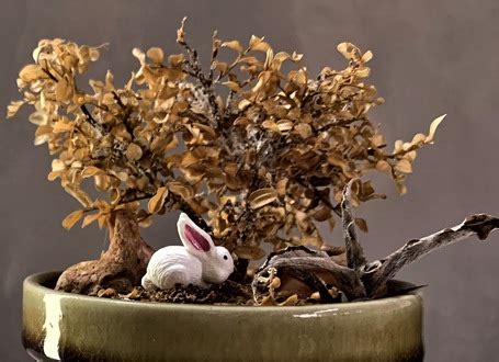 Why Is My Bonsai Tree Turning Brown And How To Fix It Blog Bonsai