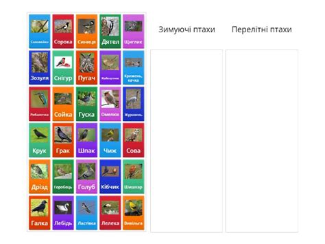 Перелітні та зимуючі птахи - Групповая сортировка