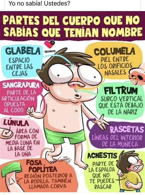 Partes Del Cuerpo Que No Sabias