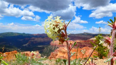 Wildflower Festival And Stargazing Cedar Breaks National Monument U