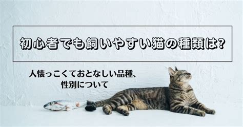 初心者でも飼いやすい猫の種類は人懐っこくておとなしい品種、性別、人気を探ってみました 節約家電研究所