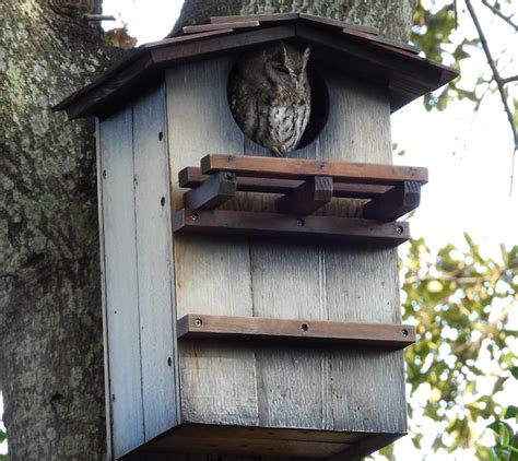 Extra Large Owl Houses For Horned Owl Burrowing Owl Etsy