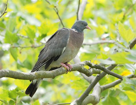 Common Wood Pigeon Birdforum