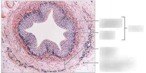 Ureter Diagram Quizlet