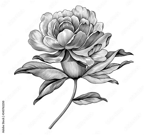 Peony Rose Flower Vintage Engraved Black And White Botanical