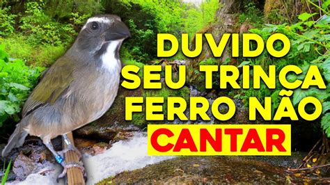 Fa A Seu Trinca Ferro Cantar Muito Esse Esquenta Incr Vel Youtube