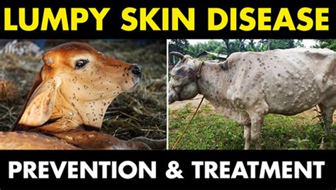 Treatment Of Lumpy Skin Disease Archives Planet Ayurveda