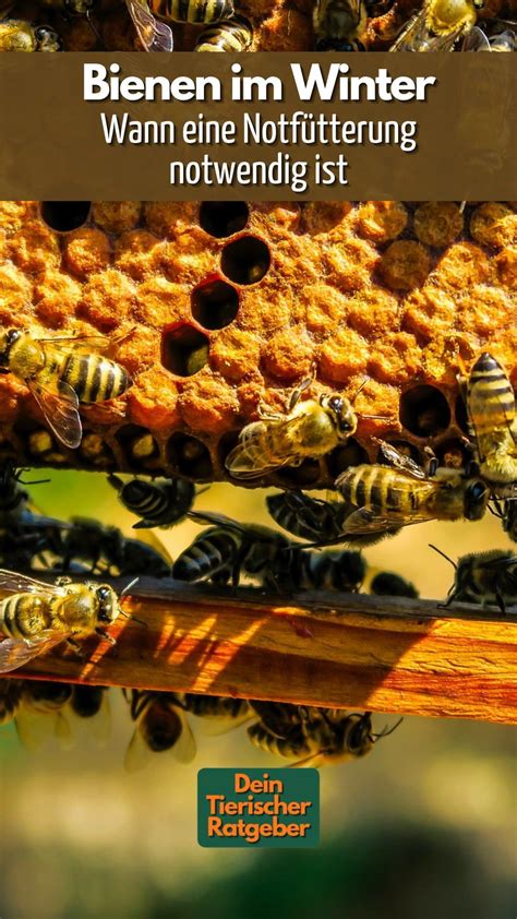 Bienen im Winter Wann eine Notfütterung notwendig ist Bienen im