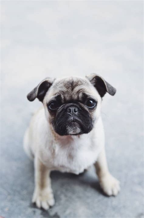 How Much Do Pugs Cost Lets Talk Pug Prices Boogie The Pug