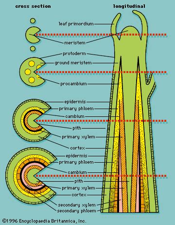 Angiosperm - Vascular Tissue, Flower, Pollination | Britannica