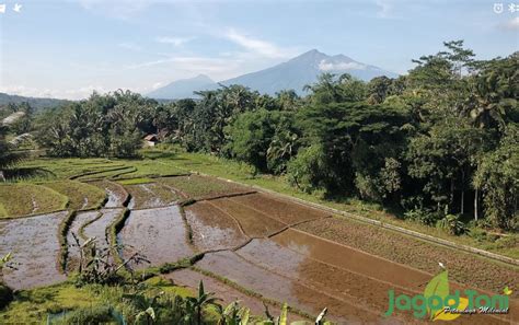 Incar Panen Raya Persawahan Mulai Digarap Jagad Tani Petaninya Milenial