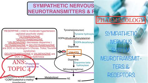 Pharmacology Sympathetic Nervous System Neurotransmitters And Receptors