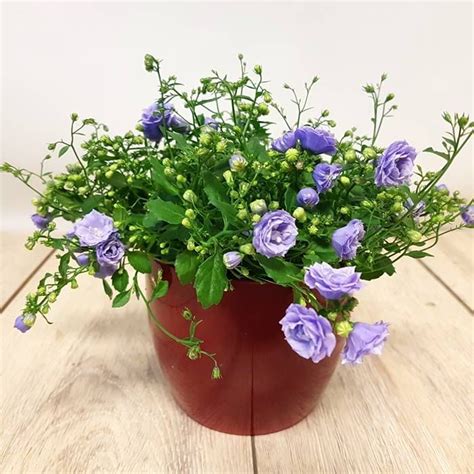 Buy Campanula Haylodgensis Blue Bali Cm Affordable Gardens You Co Uk