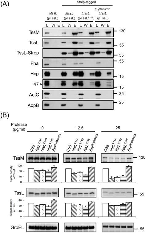 Tssl Strep Pulldown And Spheroplast Protease Susceptibility Assays In