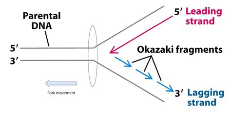 Okazaki Fragments Diagram