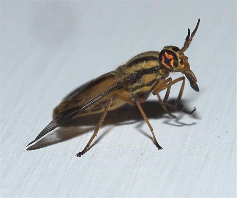 Brown Deer Fly With Stripes Patterned Wings And Eyes Chrysops