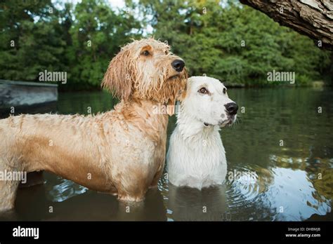 Labradoodle Goldendoodle Mix