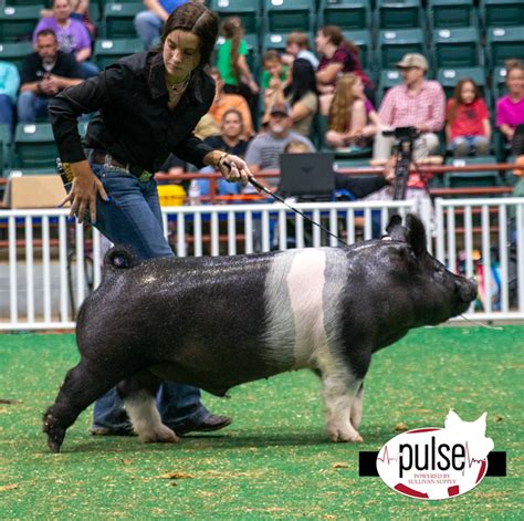 Georgia Jr National Livestock Show Market Barrows Top The Pulse