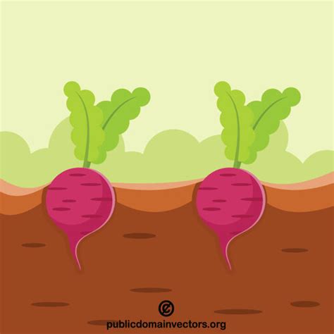 Radish Public Domain Vectors