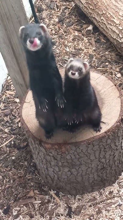 Polecat Siblings Youtube