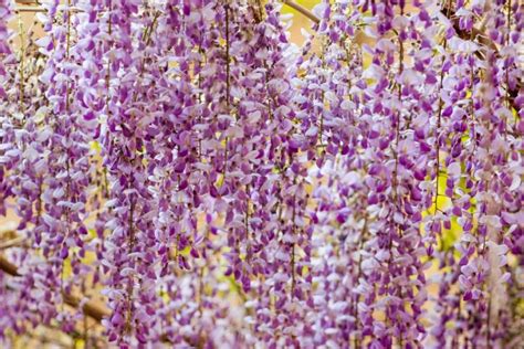 How To Plant And Care For Wisteria Growing Instructions