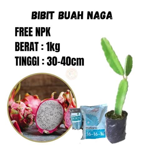 Jual Free Npk Jual Pohon Buah Naga Di Pot Pohon Buah Naga Kecil