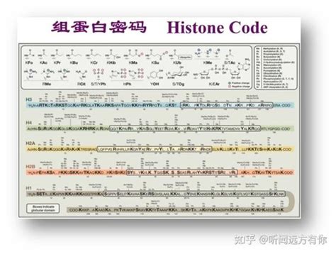 表观遗传学研究进展 组蛋白修饰 知乎