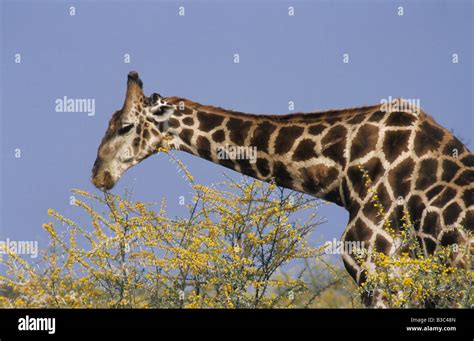 Reticulated Giraffe Giraffa Camelopardalis Reticulata Adult Eating Acacia Namibia Africa Stock