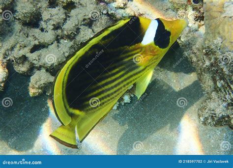 Diagonal Butterflyfish Chaetodon Fasciatus Stock Photo Image Of Color