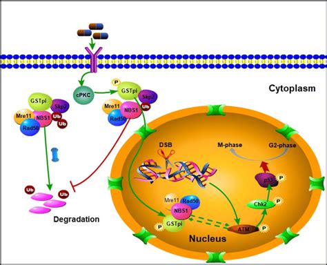 Schematic Representation Of GSTpi Protecting Cells From Anticancer