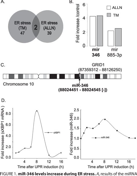 Figure 1 From The Unfolded Protein Response UPR Activated