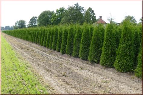 Thuja Lebensbaum Brabant Thuja Occidentalis Brabant Cm In