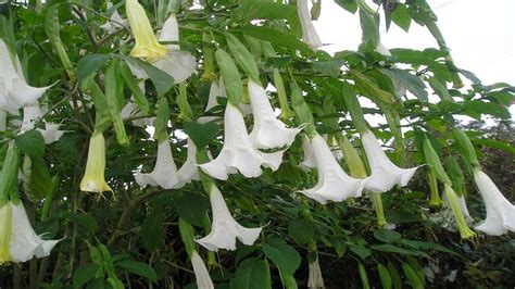 Para Que Sirve El Floripondio Propiedades Medicinales Doovi