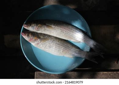 134 Sudak Fish Images, Stock Photos & Vectors | Shutterstock