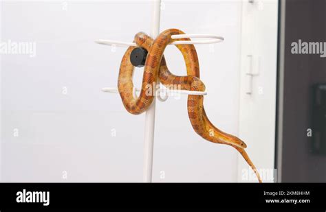 In a veterinary clinic, a snake crawls on a hanger.Domesticated animal ...