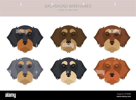 Dachshund Wire Haired Clipart Different Poses Coat Colors Set Vector