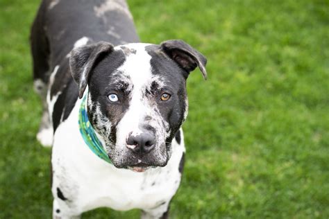 Dog Bites — Medilex: The Experts on Medical Experts