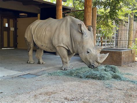 Sacramento Zoo Welcomes White Rhino For The First Time In Its Nearly