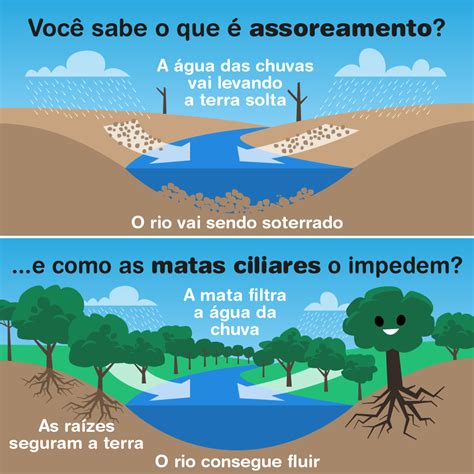 Qual A Importância Da Mata Ciliar