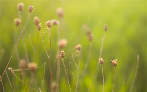 Nature Web Blur Field Herbs Herbage Hd Wallpaper Pxfuel